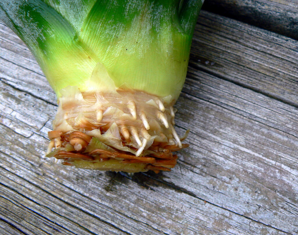 Indoor-Garten - Beliebte Pflanzenarten und Systeme