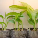Pflanzsack: Vergleich, Test & Empfehlungen ([current_date format=Y]) - schnelles Pflanzenwachstum in flexiblen Töpfen